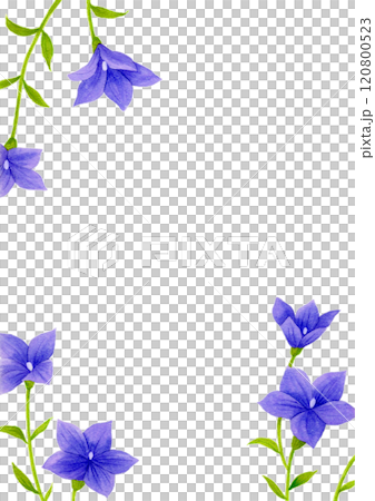 水彩画のキキョウの花 水彩画のキキョウの花 120800523