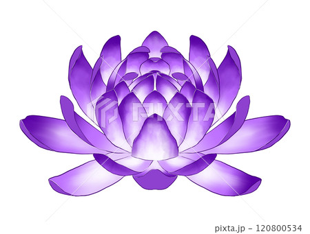 紫色のスイレンの花 120800534