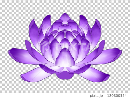 紫色のスイレンの花 120800534