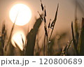 朝日に照らされる草 120800689