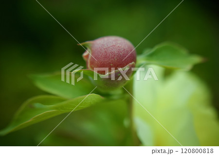 生薬である「立てば芍薬」、品種はバードゼラ、花言葉は「恥じらい」「はにかみ」。 120800818