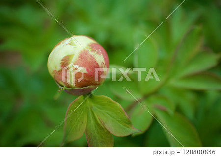 生薬である「立てば芍薬」、品種はバードゼラ、花言葉は「恥じらい」「はにかみ」。 120800836