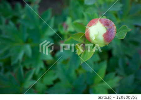 生薬である「立てば芍薬」、品種はバードゼラ、花言葉は「恥じらい」「はにかみ」。 生薬である「立てば芍薬」、品種はバードゼラ、花言葉は「恥じらい」「はにかみ」。 120800855