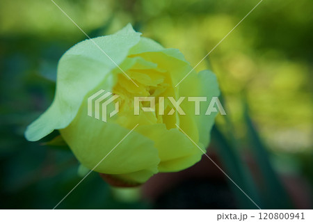 生薬である「立てば芍薬」、品種はバードゼラ、花言葉は「恥じらい」「はにかみ」。 生薬である「立てば芍薬」、品種はバードゼラ、花言葉は「恥じらい」「はにかみ」。 120800941