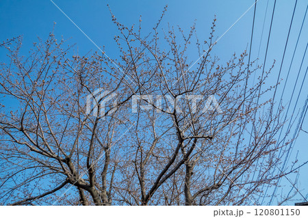 桜のつぼみが膨らみ始める 桜のつぼみが膨らみ始める 120801150