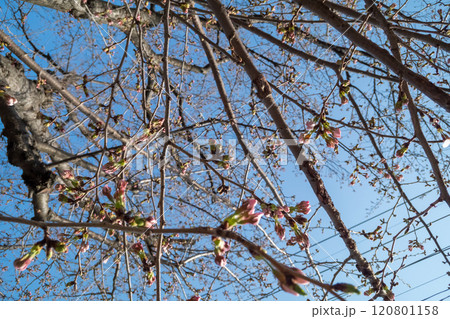 桜のつぼみが膨らみ始める 桜のつぼみが膨らみ始める 120801158