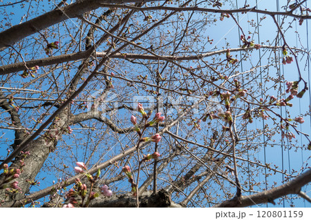桜のつぼみが膨らみ始める 桜のつぼみが膨らみ始める 120801159