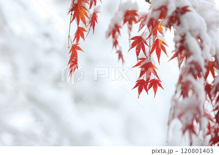 Beautiful winter scenery with white snow falling on red maple trees 120801403
