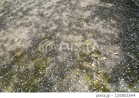 桜の真下 桜の真下 120801844