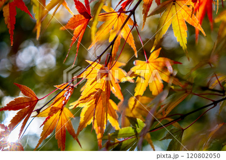 紅葉したモミジ 紅葉したモミジ 120802050