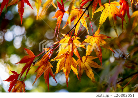 紅葉したモミジ 紅葉したモミジ 120802051