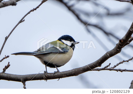 枝に止まるシジュウカラ 120802129