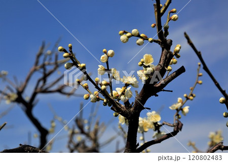 梅林散策・51（岐阜県安八郡安八町：安八百梅園） 120802483