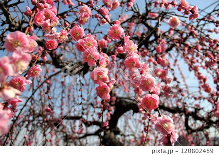 梅林散策・60（岐阜県安八郡安八町：安八百梅園） 120802489