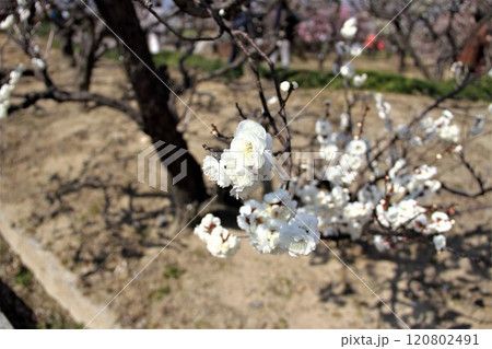 梅林散策・58(岐阜県安八郡安八町:安八百梅園) 梅林散策・58(岐阜県安八郡安八町:安八百梅園) 120802491