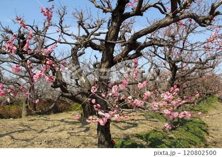 梅林散策・49(岐阜県安八郡安八町:安八百梅園) 梅林散策・49(岐阜県安八郡安八町:安八百梅園) 120802500