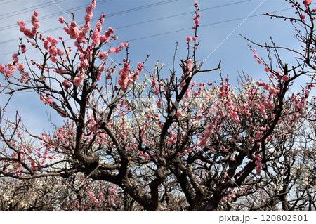 梅林散策・48(岐阜県安八郡安八町:安八百梅園) 梅林散策・48(岐阜県安八郡安八町:安八百梅園) 120802501