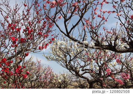 梅林散策・41(岐阜県安八郡安八町:安八百梅園) 梅林散策・41(岐阜県安八郡安八町:安八百梅園) 120802508