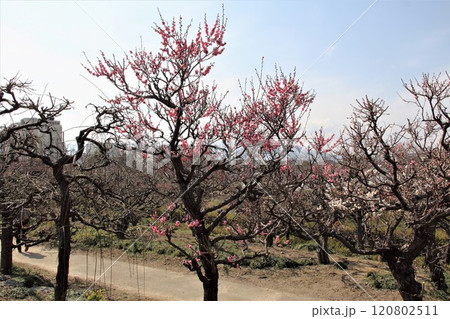梅林散策・38(岐阜県安八郡安八町:安八百梅園) 梅林散策・38(岐阜県安八郡安八町:安八百梅園) 120802511