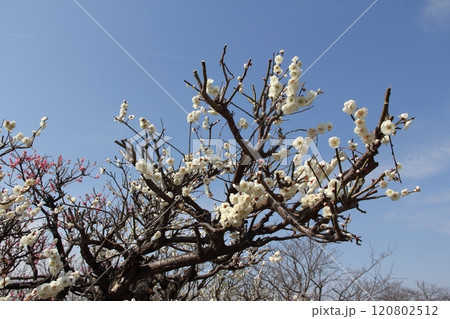梅林散策・37(岐阜県安八郡安八町:安八百梅園) 梅林散策・37(岐阜県安八郡安八町:安八百梅園) 120802512