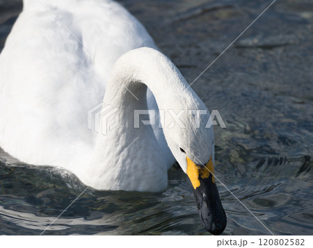 水面を泳ぐ白鳥 120802582