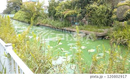 アオコ発生時の川3 120802917
