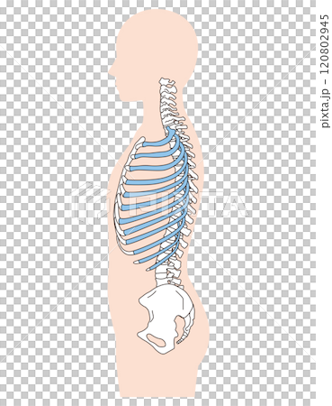 Structure of ribs and thoracic vertebrae Skeleton Side view Medical 120802945