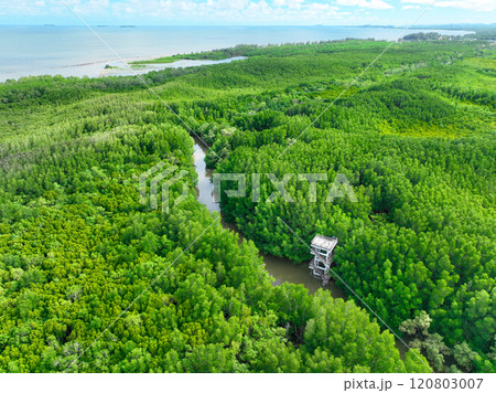 Aerial view green mangrove forest. Natural carbon sinks. Mangroves trees capture CO2. Blue carbon ecosystems. Mangroves absorb carbon dioxide emissions and mitigating global warming. Green ecosystem. 120803007