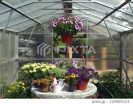 Still life with beautiful petunia flowers in pots on the table in greenhouse. Spring and summer botanical and farming background with gardening objects, vintage home garden and retro concept 120803125