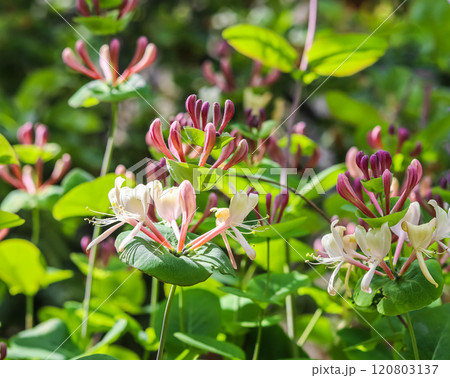 Pink Honeysuckle buds and flowers in a sunny garden. Lonicera Etrusca Santi caprifolium, woodbine in bloom. Gardening concept. Floral background 120803137