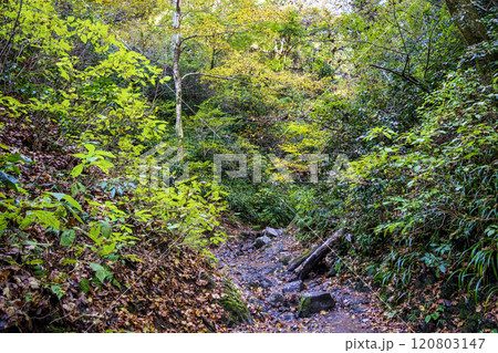 高尾山　琵琶滝コース（6号路）　登山道　飛び石の道　11月下旬 120803147