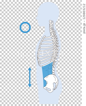 Rib gap, arched back, correct posture and arched back posture Rib gap, arched back, correct posture and arched back posture 120803212