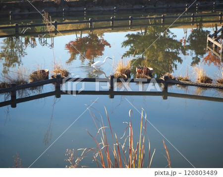 進む白鳥 120803489