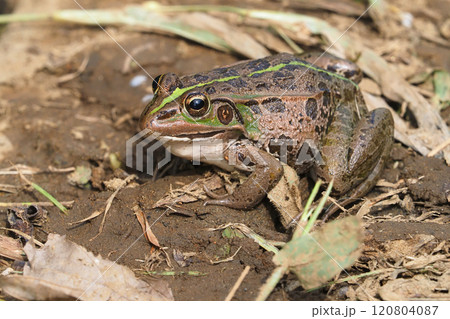 トウキョウダルマガエル トウキョウダルマガエル 120804087