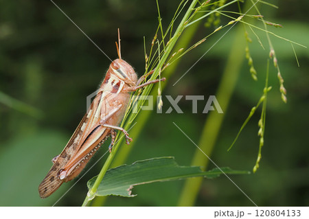 ツチイナゴ ツチイナゴ 120804133