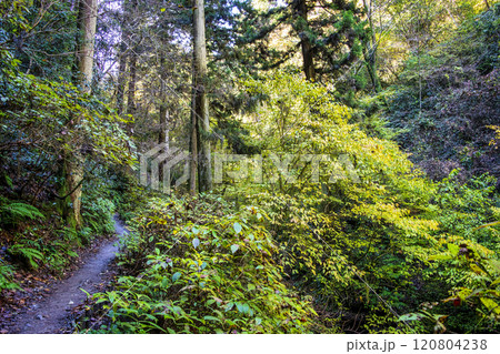 高尾山　琵琶滝コース（6号路）　登山道　中腹の休憩所へ　11月下旬 120804238