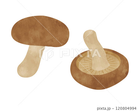 野菜　椎茸　手書き風 120804994