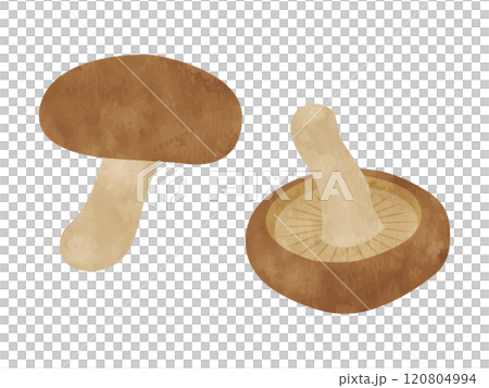 野菜　椎茸　手書き風 120804994