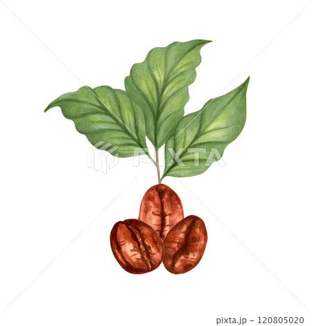 Coffee bean with sprouted coffee leaves. Watercolor and marker illustration. International Coffee Day. Aroma of Robusta and Arabica varieties. Hand drawn isolated art. Harvesting, beverage production. 120805020
