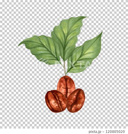 Coffee bean with sprouted coffee leaves. Watercolor and marker illustration. International Coffee Day. Aroma of Robusta and Arabica varieties. Hand drawn isolated art. Harvesting, beverage production. 120805020