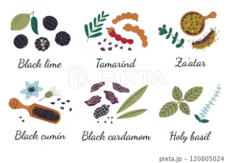 Vector illustration set of exotic spices, black lime, tamarind, zaatar, black cumin, black cardamom, and holy basil. Plant parts and ground blends. Perfect for culinary, kitchen, and food designs 120805024