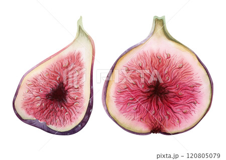 Purple sliced figs watercolor illustration set isolated on white. Delicious summer fruits with realistic pulp botanical drawings. Exotic natural food clipart for packaging and product designs 120805079