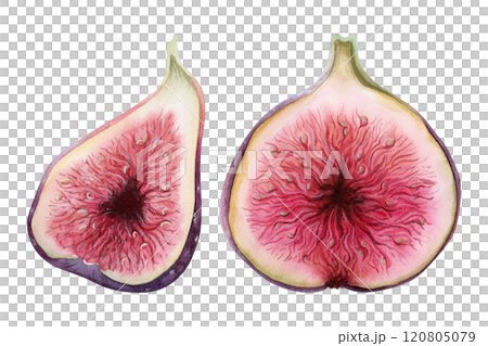 Purple sliced figs watercolor illustration set isolated on white. Delicious summer fruits with realistic pulp botanical drawings. Exotic natural food clipart for packaging and product designs 120805079