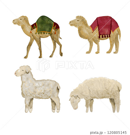 Camel with saddle blanket and sheep watercolor illustration set. Hand painted art for cards, posters, stickers, tape, decoration for celebration of true Christmas. Cute minimalistic clip art 120805145