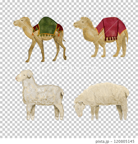 Camel with saddle blanket and sheep watercolor illustration set. Hand painted art for cards, posters, stickers, tape, decoration for celebration of true Christmas. Cute minimalistic clip art 120805145
