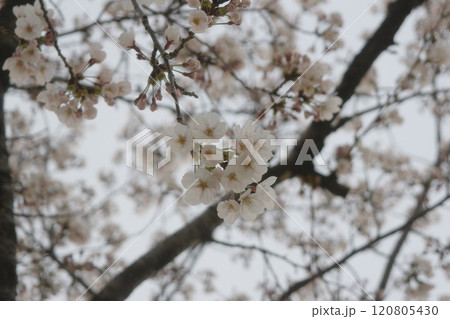 cherry blossoms cherry blossoms 120805430
