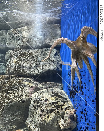 タコの吸盤が良く見える写真 120805512