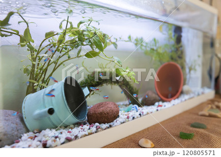 自宅で飼っている熱帯魚　アクアリウム 120805571