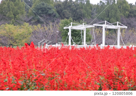 花壇を真っ赤に染めるサルビアの花 120805806