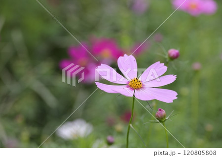 クローズアップ撮影した桃色のコスモスの花 クローズアップ撮影した桃色のコスモスの花 120805808